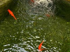 -上海浦东星河湾酒店