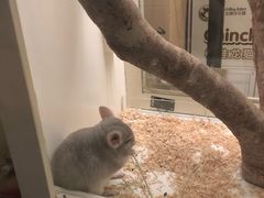 -龙猫仔乐园(惠福东路店)