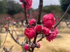 -南国桃园旅游度假区