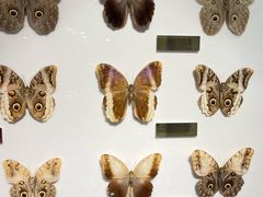 -上海昆虫博物馆