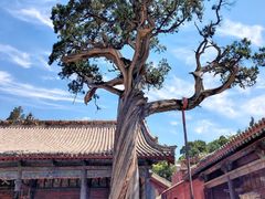 -大槐树寻根祭祖园