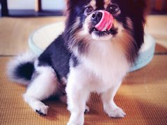 -帐篷客·溪龙茶谷度假酒店