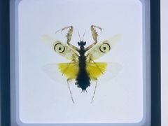 -上海昆虫博物馆