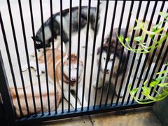 -TrueLove @ Neverland (Husky Cafe)