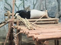 -深圳野生动物园