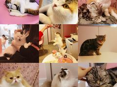 -三花喵·撸猫购宠·宠物生活馆(虹桥南丰城店)