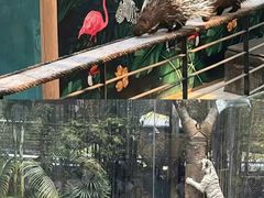 -清迈夜间动物园