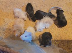 -酷嗒动物文化乐园(cutezoo西溪乐天城店)