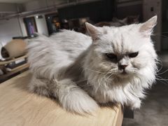 -more than meow吴止猫主题餐厅(承德 中船汇店)