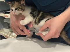 -瑞派动物医院·绝育·犬猫全科·预防医学(光景江南中店)