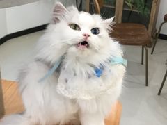 -共舞时光猫咖·狗咖(新街口店)