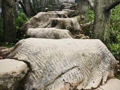 -梧桐山风景名胜区