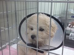 -康乐宝动物医院