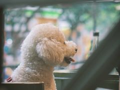 -巴蜀大宅门火锅(川音店)