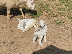 -大连铭湖国际观光牧场