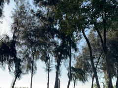 -宝安西湾红树林湿地公园