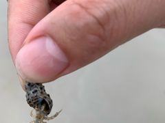 -贝壳沙滩