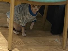 -猫色咖啡·猫咖