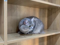 -艾贝尔宠物医院·24H转诊中心·肿瘤猫专科(江宁双龙店)