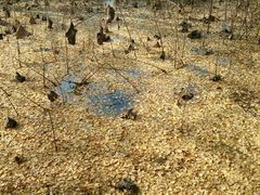 -四川大学(华西校区)