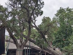 -晋祠公园