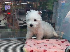 -FAELING PETS美天灵宠物(合生汇店)