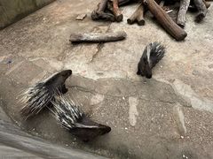 -昆明动物园