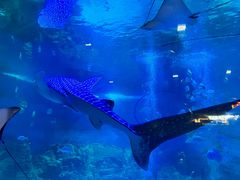 -烟台海昌鲸鲨海洋公园