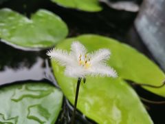 -三只耳火锅(宽窄巷子店)