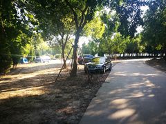 -春花秋色城市公园