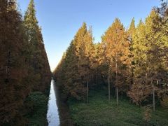 -黄海国家森林公园