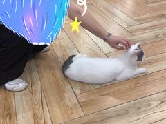 -遇见羊驼·奶狗咖·布偶猫咖·法斗柯基柴犬阿拉斯加(春熙路太古里IFS店)