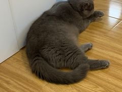 -啵啵喵·猫咖(攀华国际店)