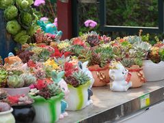 -国家植物园