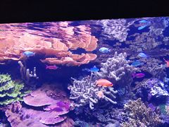 -西雅图水族馆