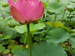-上海鲜花港