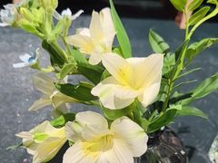 -弗劳尔花艺坊(龙涛店)