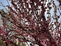 -河北村民俗体验园
