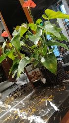 -T.1 hair salon烫染接发