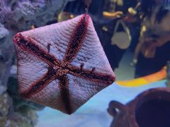 -海合安武汉极地海洋公园