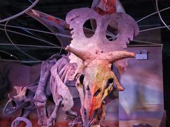 -正佳自然科学博物馆