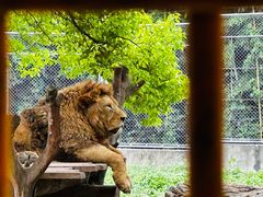 -上海野生动物园