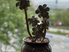 -江南小菜(东辰御龙湾店)