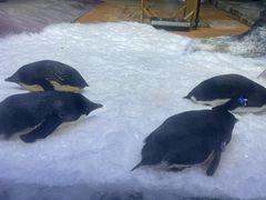 -海合安武汉极地海洋公园