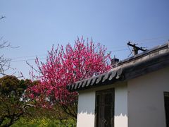 -南汇桃花村