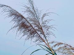 -黄埔油麻山森林公园