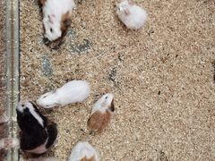 -上海大自然野生昆虫馆