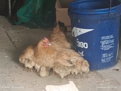 -上海静安香格里拉大酒店