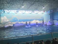 -秦皇岛乐岛海洋王国