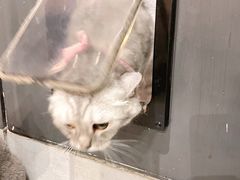 -猫儿山۰猫主题餐厅